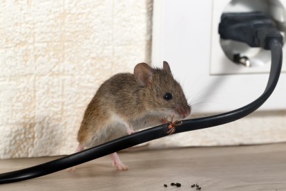 Pest Control in Finchley Central, N3. Call Now! 020 8166 9746