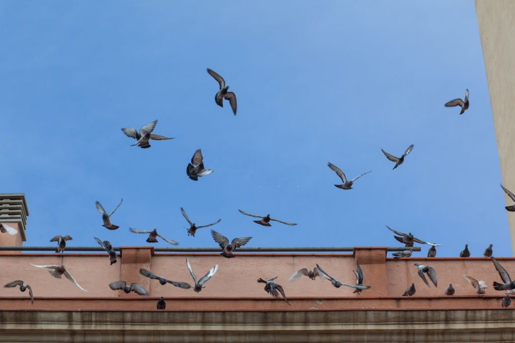 Pigeon Control, Pest Control in Finchley Central, N3. Call Now 020 8166 9746