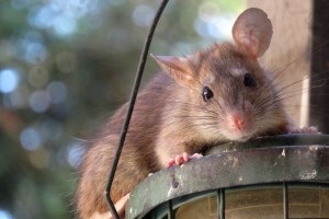 Rat Control, Pest Control in Finchley Central, N3. Call Now 020 8166 9746